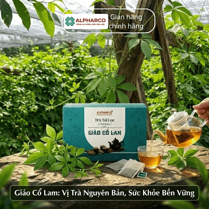 Trà túi lọc giảo cổ lam thumbnail