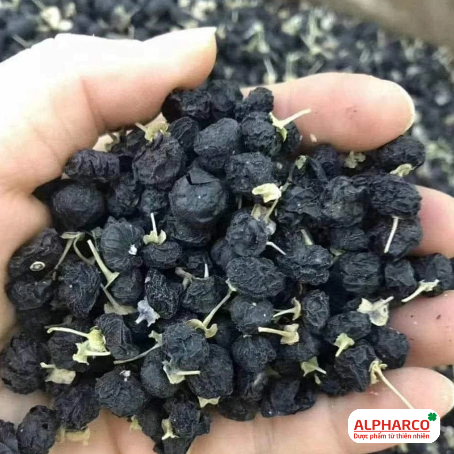 Hắc Kỷ Tử thumbnail