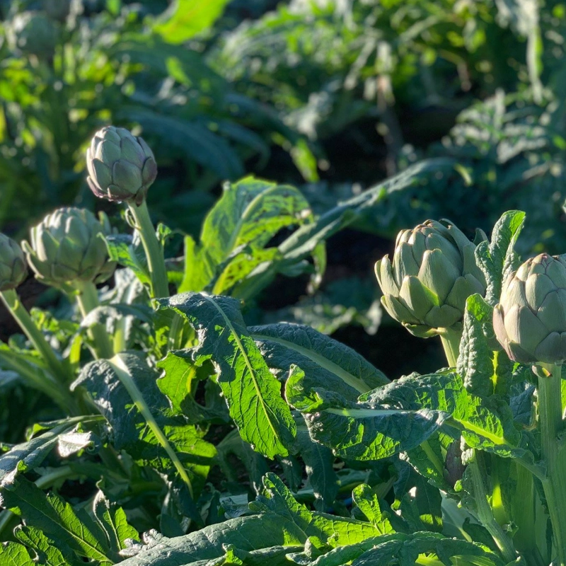 Trà Actiso thumbnail