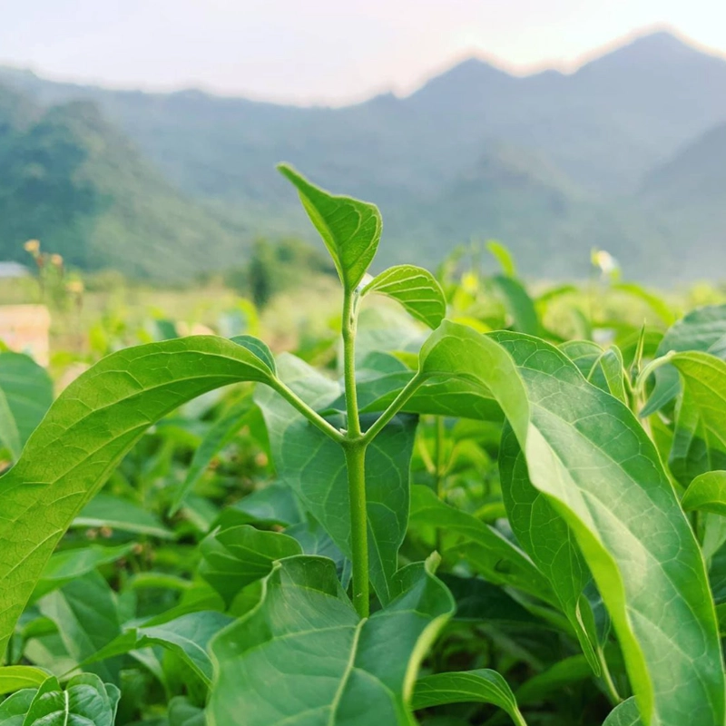 Dây thìa canh thumbnail