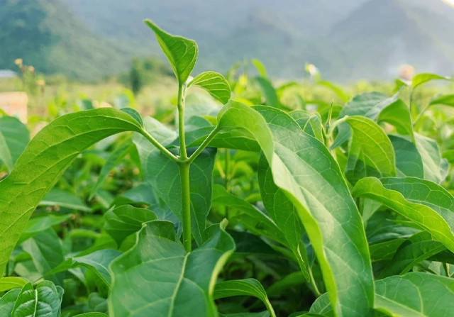 Dây thìa canh thumbnail