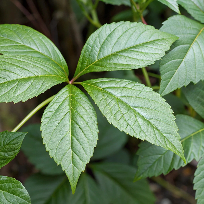 Giảo cổ lam thumbnail