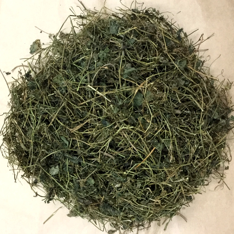 Giảo cổ lam thumbnail