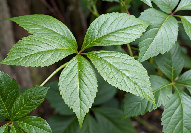 Giảo cổ lam thumbnail