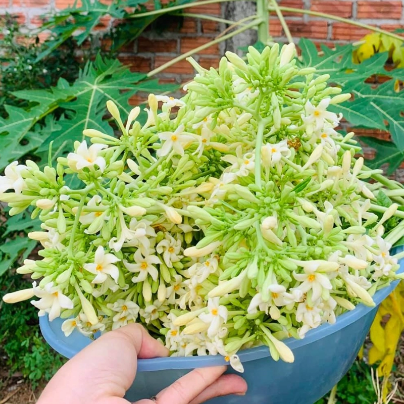 Hoa đu đủ đực thumbnail