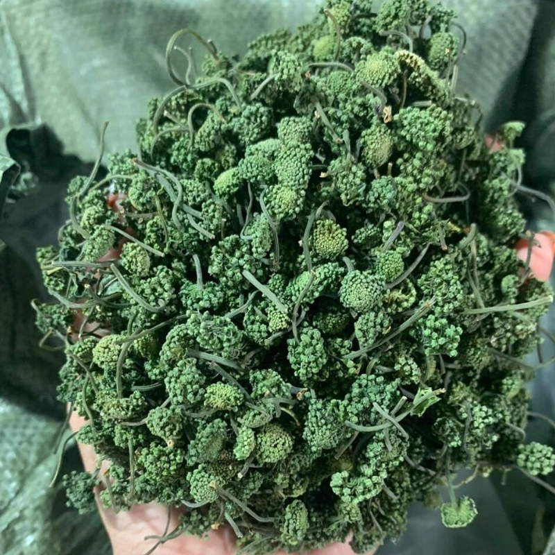 Nụ hoa tam thất thumbnail