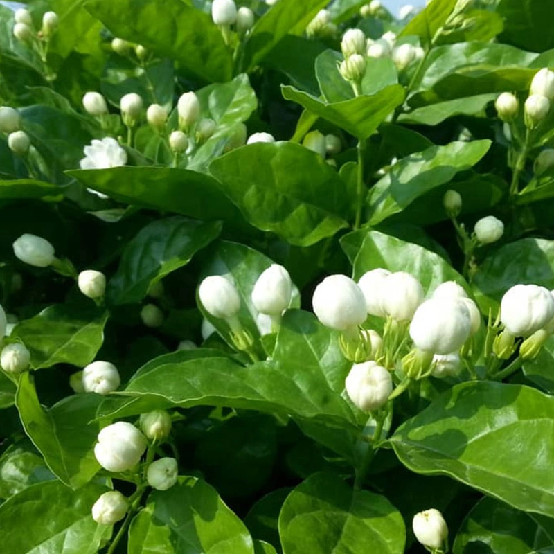 Trà Nụ Nhài thumbnail