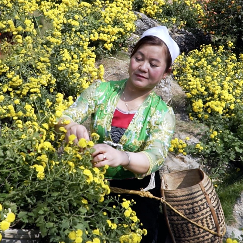 Trà sơn kim cúc thumbnail