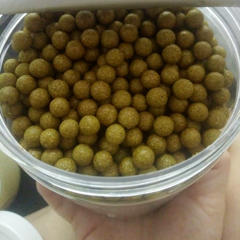 Viên cà gai leo thumbnail