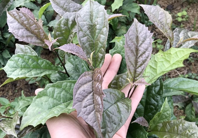 Xạ Đen thumbnail