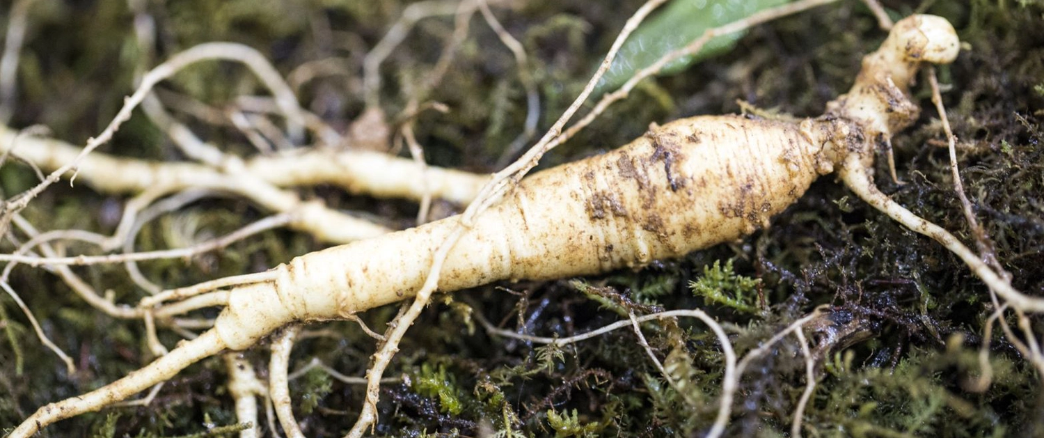 Tác dụng của nhân sâm với bệnh tiểu đường cover