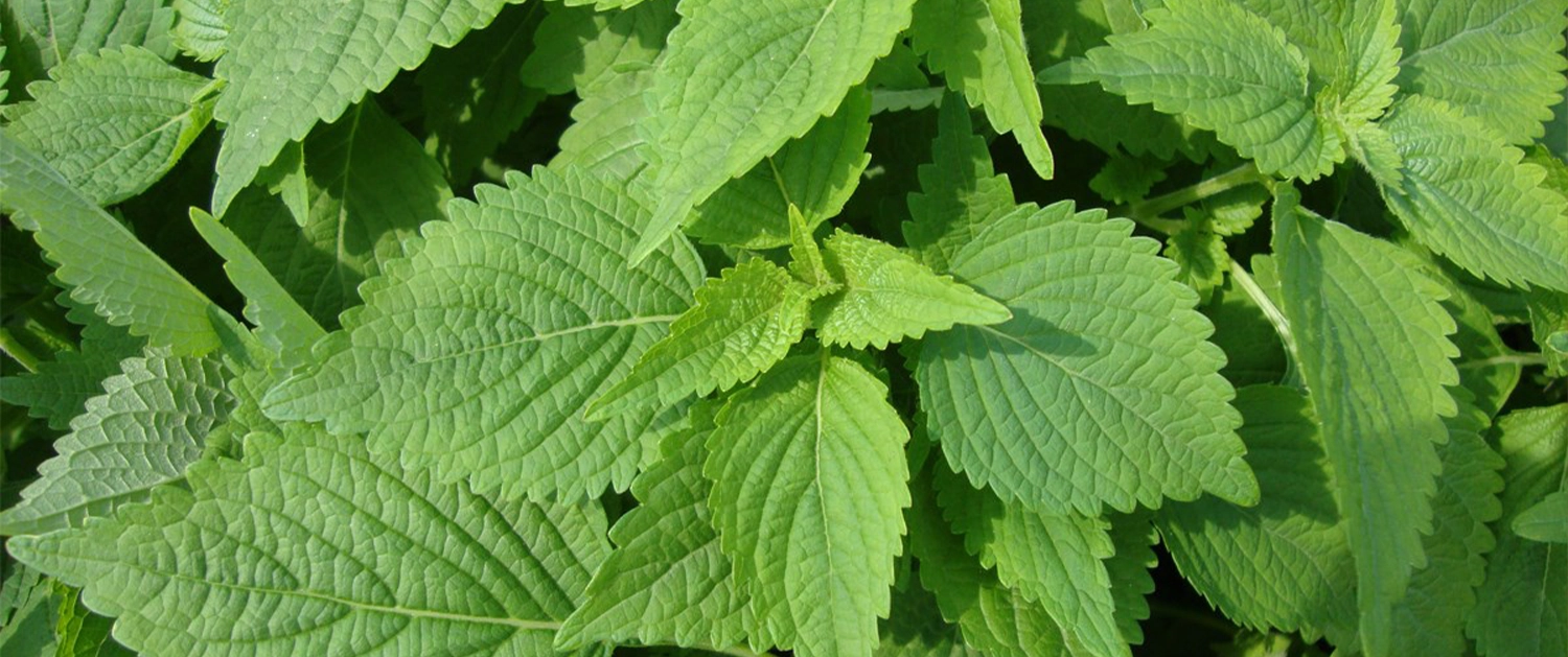 Top 5 loại rau thơm ăn hằng ngày giúp sống thọ hơn cover