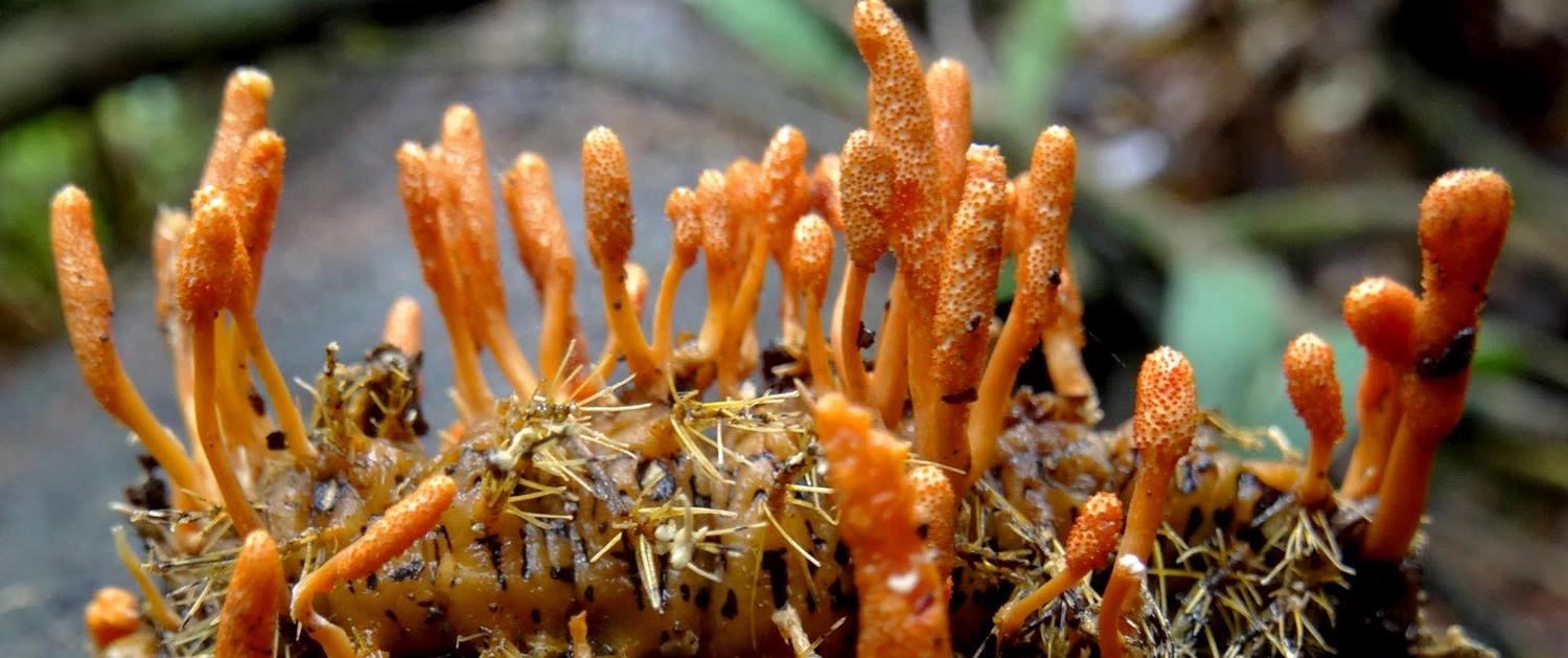 Đông trùng hạ thảo: Công dụng, cách sử dụng và top sản phẩm được chọn mua cover