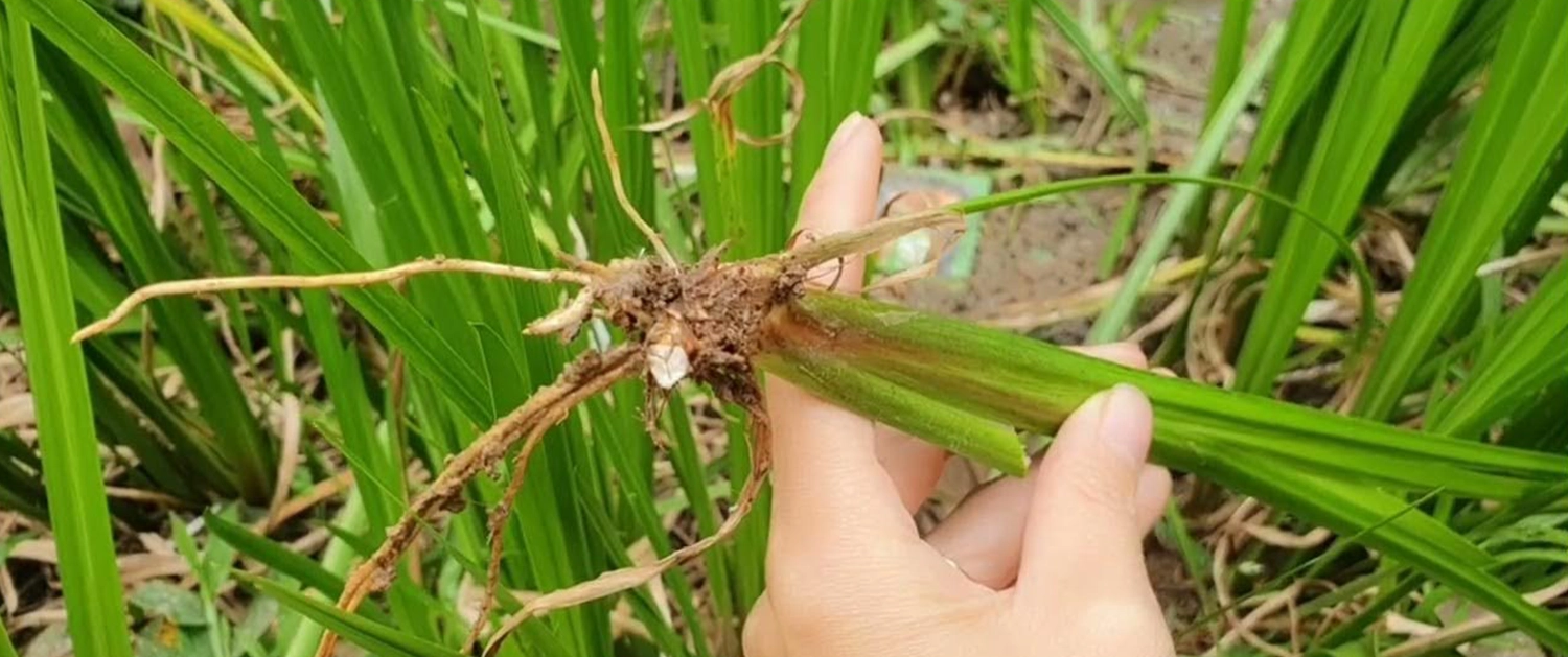 Bác sĩ chia sẻ 10 loại thảo dược tốt cho não, bảo vệ tế bào thần kinh cover