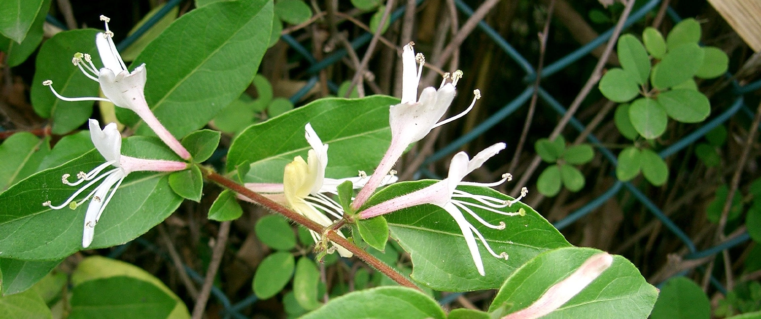 Bác sĩ chỉ ra 6 loại thảo dược thanh lọc cơ thể, giải nhiệt ngày nóng cover