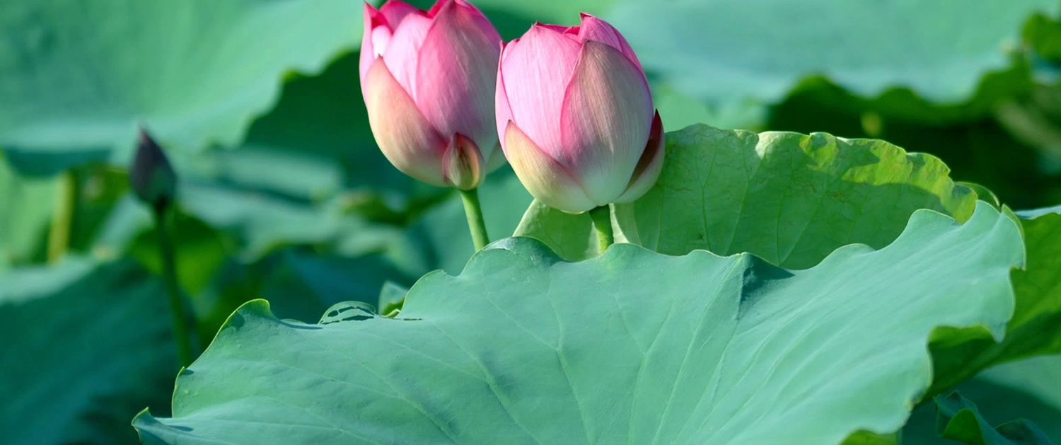 Tác dụng an thần, hỗ trợ trị mất ngủ của lá sen, lá vông cover