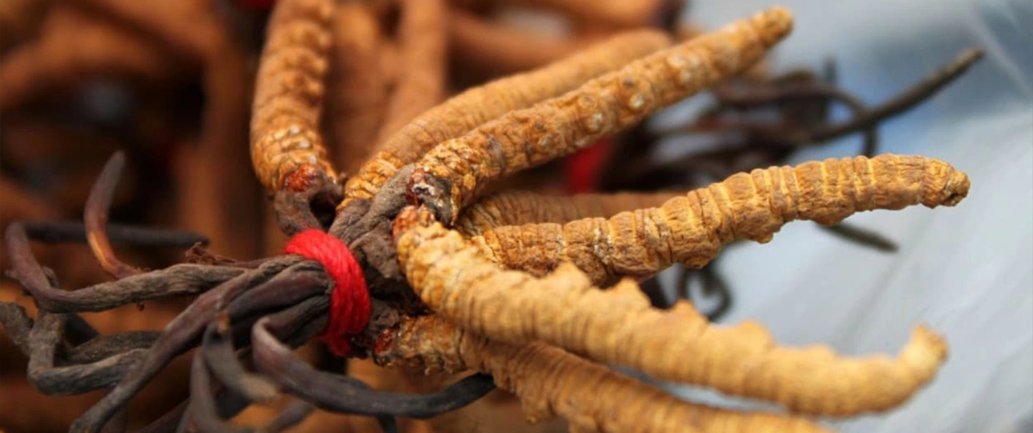 Nấm đông trùng hạ thảo Himalaya đang ngày càng khan hiếm vì biến đổi khí hậu cover