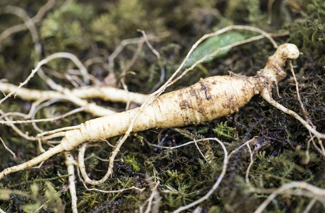 Tác dụng của nhân sâm với bệnh tiểu đường thumbnail