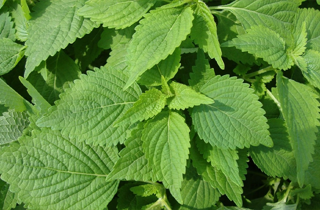 Top 5 loại rau thơm ăn hằng ngày giúp sống thọ hơn image