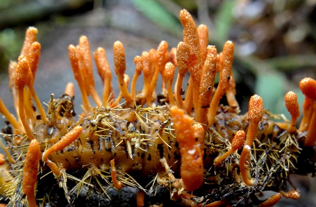 Đông trùng hạ thảo: Công dụng, cách sử dụng và top sản phẩm được chọn mua image