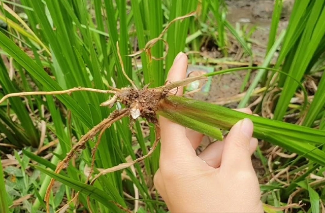 Bác sĩ chia sẻ 10 loại thảo dược tốt cho não, bảo vệ tế bào thần kinh image