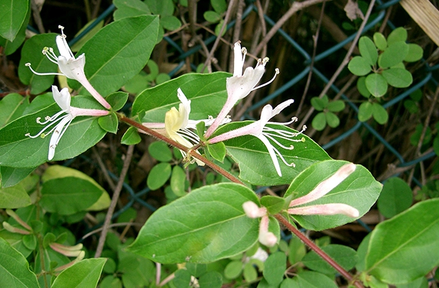 Bác sĩ chỉ ra 6 loại thảo dược thanh lọc cơ thể, giải nhiệt ngày nóng thumbnail