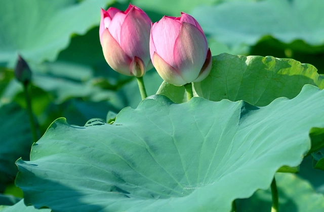 Tác dụng an thần, hỗ trợ trị mất ngủ của lá sen, lá vông thumbnail