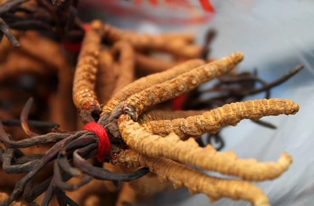 Nấm đông trùng hạ thảo Himalaya đang ngày càng khan hiếm vì biến đổi khí hậu image