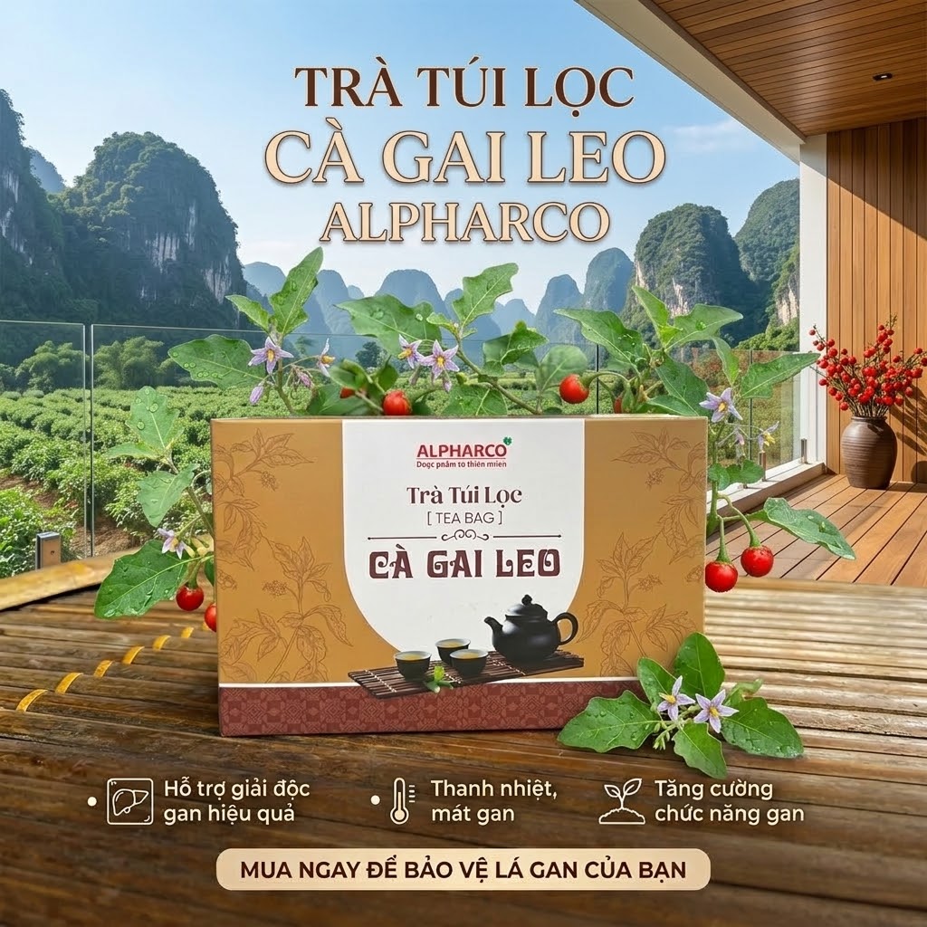 Trà túi lọc cà gai leo thumbnail