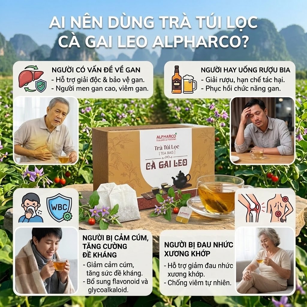 Trà túi lọc cà gai leo thumbnail