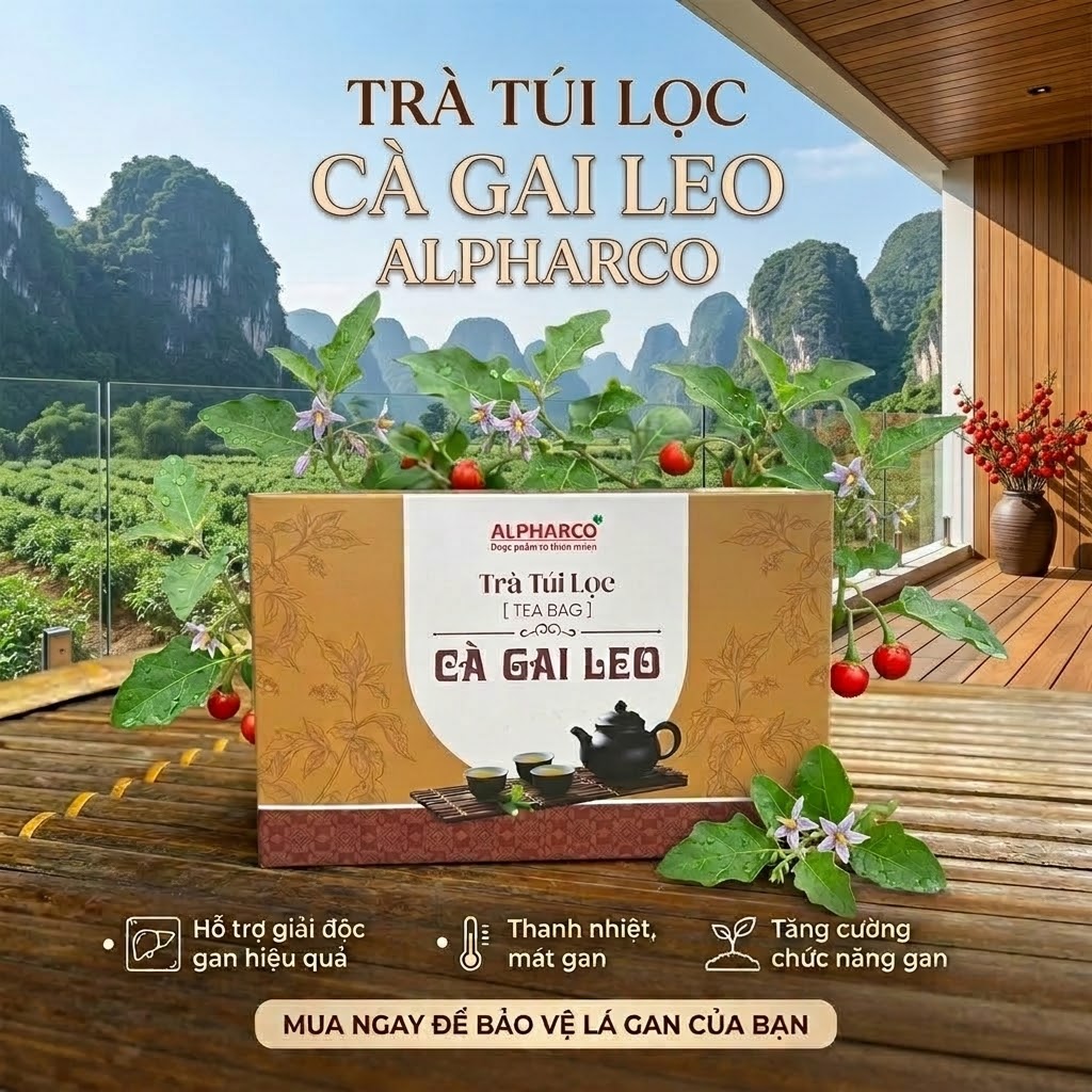 Trà túi lọc cà gai leo thumbnail